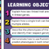 Sex-linked Traits and Multiple Allele Traits - Image 2